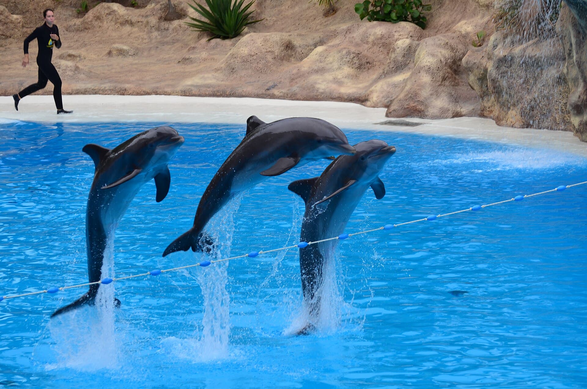 Dolphins leaping together at the Loro Parque dolphin show, Tenerife