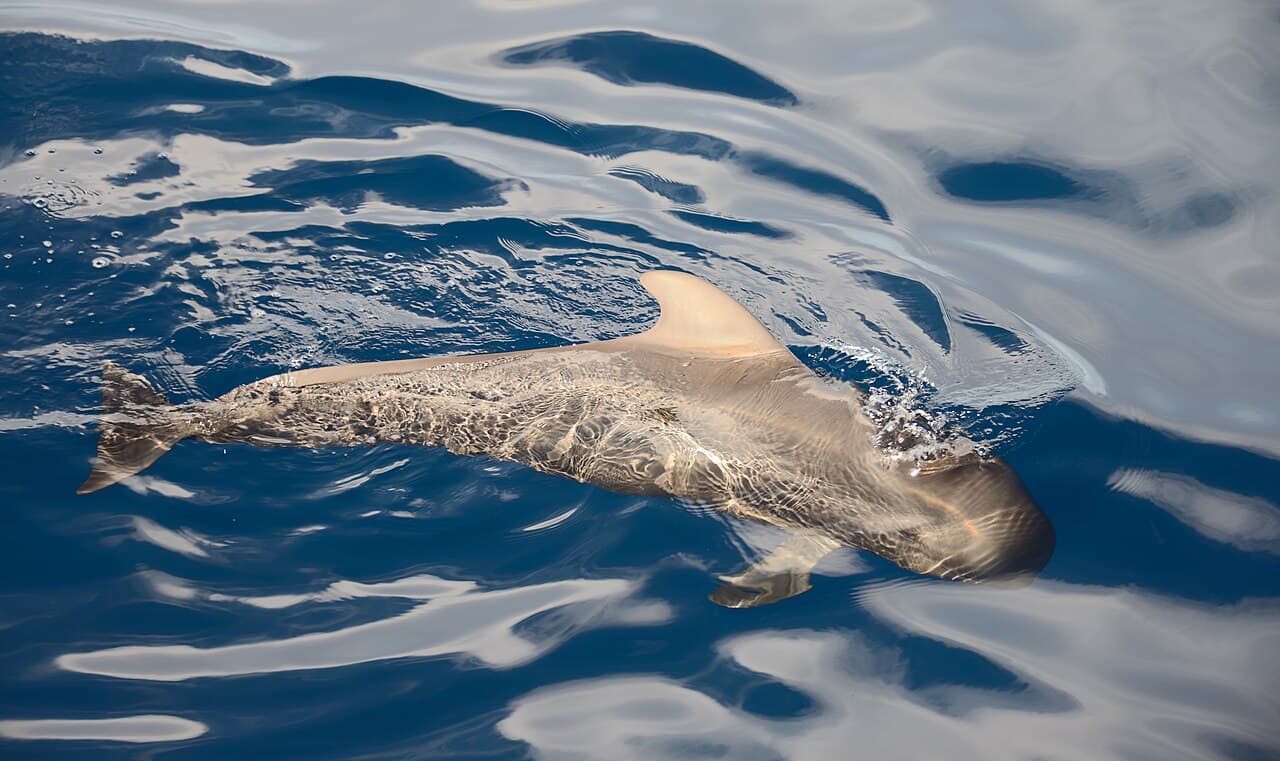 Short-finned pilot whales in the sea off Tenerife