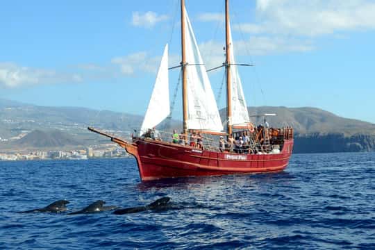 Tenerife South: Respectful Whale-Watching Pirate Boat & Swim