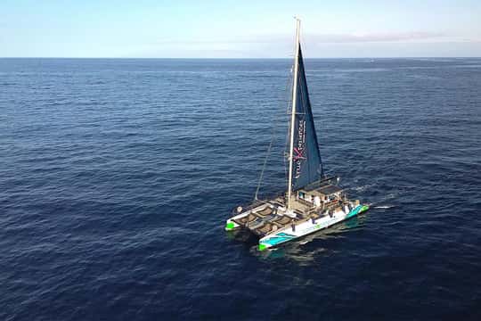 Costa Adeje: Whale & Dolphin Eco-Cruise with Snacks & Drinks