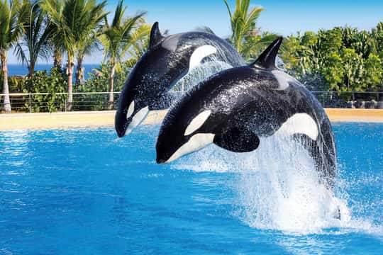 Loro Parque and Siam Park Combined Admission Tickets