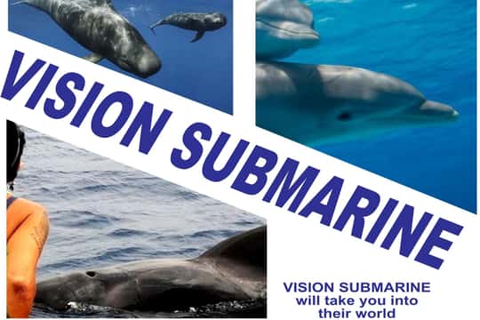 Los Cristianos: Respectful No-Chase Whale and Dolphin Cruise
