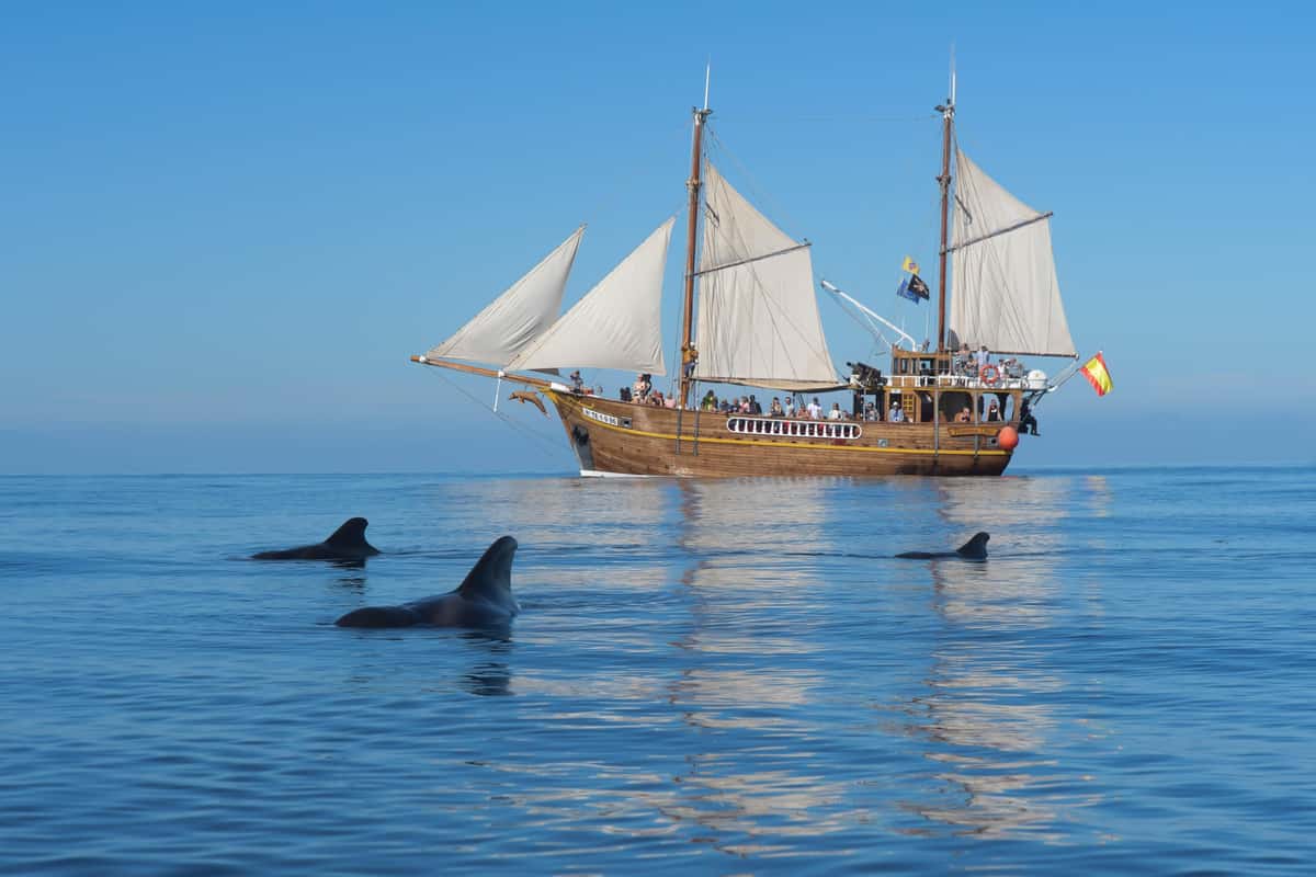 Los Gigantes: Dolphin & Whale Watching Tour on a Pirate Boat