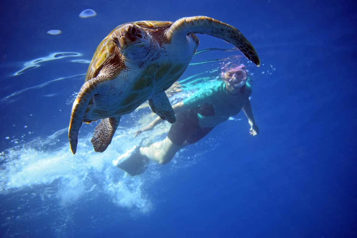 Tenerife: Kayak and Snorkel with Turtles, Dolphins, & Videos