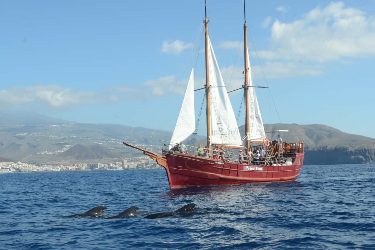Tenerife South: Respectful Whale-Watching Pirate Boat & Swim