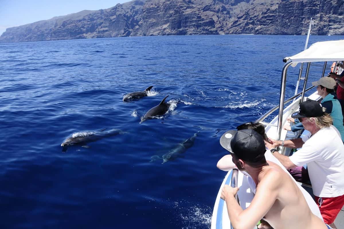 Los Gigantes: Whale or dolphin watching and swimming tour in Masca