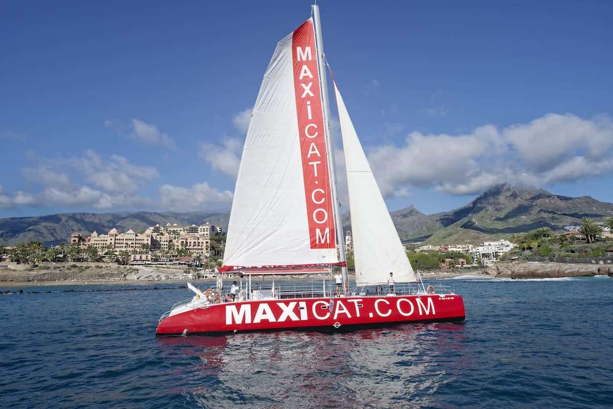 Costa Adeje: Whale and Dolphin Cruise with Food and Pickup